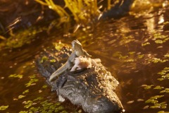 38-gijoe-classified-croc-master-8