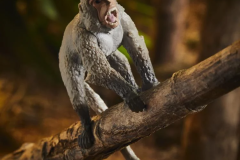 16-gijoe-classified-gnawghyde-124